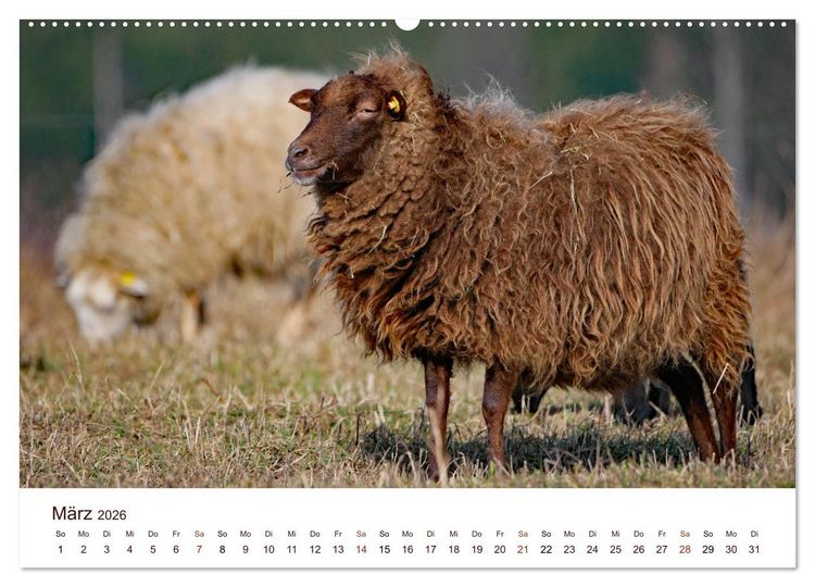 Produktbild: Sch&ouml;ne Schafe (Wandkalender 2026 DIN A2 quer), CALVENDO Monatskalender