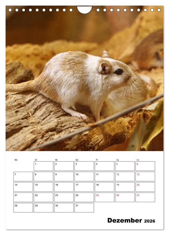 Produktbild: Lustige Rennm&auml;use (Wandkalender 2026 DIN A4 hoch), CALVENDO Monatskalender