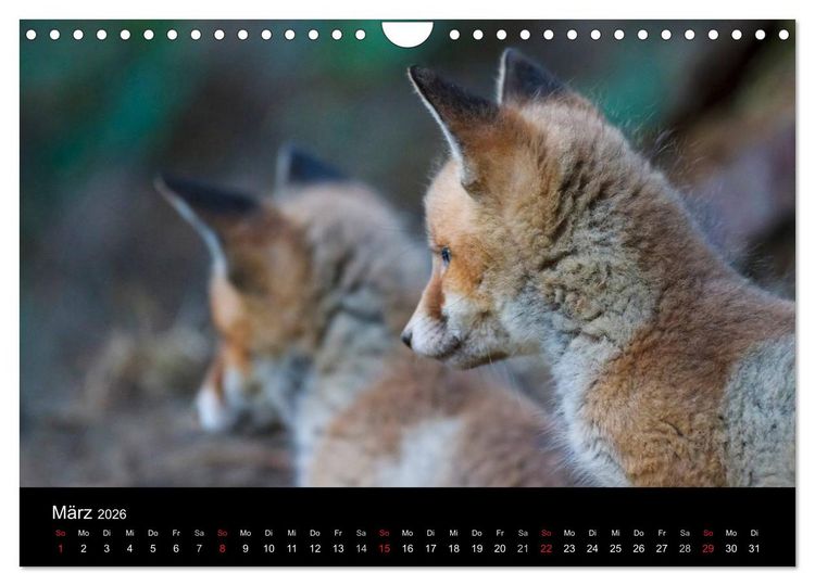 Produktbild: F&uuml;chse in freier Natur (Wandkalender 2026 DIN A4 quer), CALVENDO Monatskalender