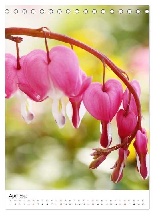 Produktbild: Ein Jahr voller Blumen (Tischkalender 2026 DIN A5 hoch), CALVENDO Monatskalender
