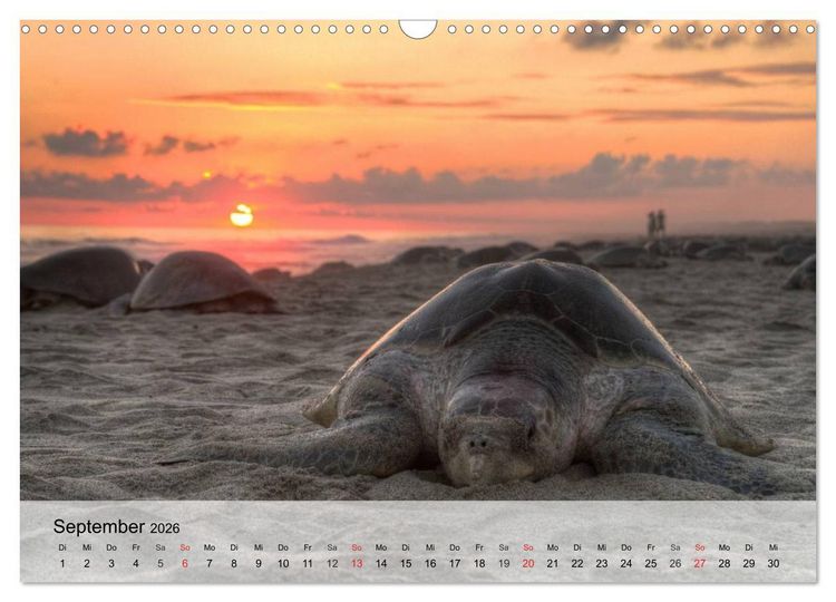 Produktbild: Meeresschildkr&ouml;ten. Nomaden der Ozeane (Wandkalender 2026 DIN A3 quer), CALVENDO Monatskalender