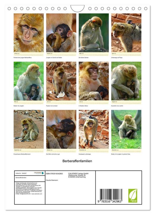 Produktbild: Berberaffenfamilien (Wandkalender 2026 DIN A4 hoch), CALVENDO Monatskalender