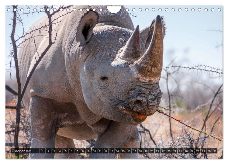 Produktbild: Zwischen Namib und Kalahari (Wandkalender 2026 DIN A4 quer), CALVENDO Monatskalender