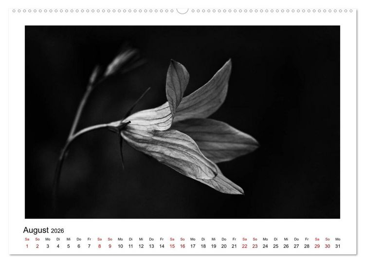 Produktbild: Die grafische Sch&ouml;nheit der Pflanzen &ndash; Schwarz-Wei&szlig; (Wandkalender 2026 DIN A2 quer), CALVENDO Monatskalender