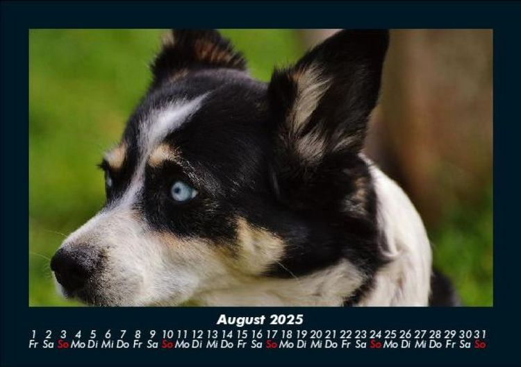 Produktbild: Tiere in der Wildnis 2025 Fotokalender DIN A5