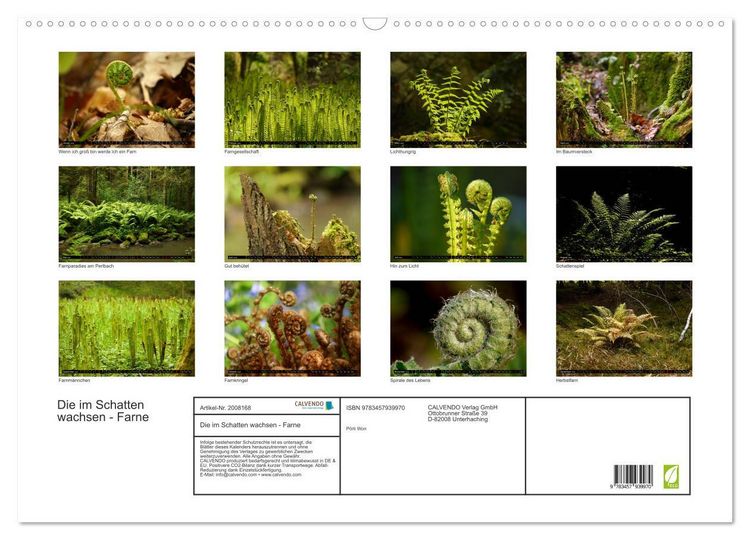 Produktbild: Die im Schatten wachsen - Farne (Wandkalender 2026 DIN A2 quer), CALVENDO Monatskalender