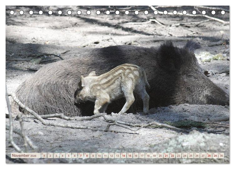 Produktbild: Tierische Schweinerei (Tischkalender 2026 DIN A5 quer), CALVENDO Monatskalender