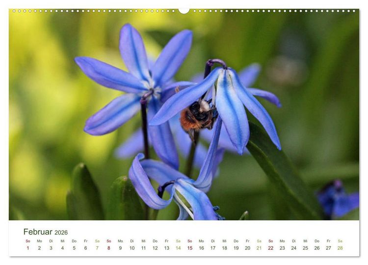 Produktbild: Wildbienen im Garten (Wandkalender 2026 DIN A2 quer), CALVENDO Monatskalender