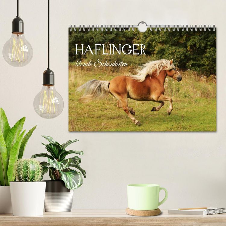 Produktbild: Haflinger - blonde Sch&ouml;nheiten (Wandkalender 2027 DIN A4 quer), CALVENDO Monatskalender