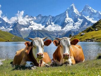 Produktbild: CALVENDO Puzzle Wir machen Pause | 1000 Teile Lege-Gr&ouml;&szlig;e 64x48cm Foto-Puzzle f&uuml;r gl&uuml;ckliche Stunden