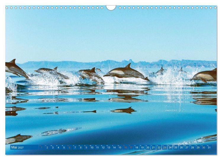 Produktbild: Delfine: Elegante Wellenreiter (Wandkalender 2027 DIN A3 quer), CALVENDO Monatskalender