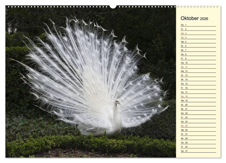 Produktbild: Pfaue. Pr&auml;chtig und schillernd (Wandkalender 2026 DIN A2 quer), CALVENDO Monatskalender