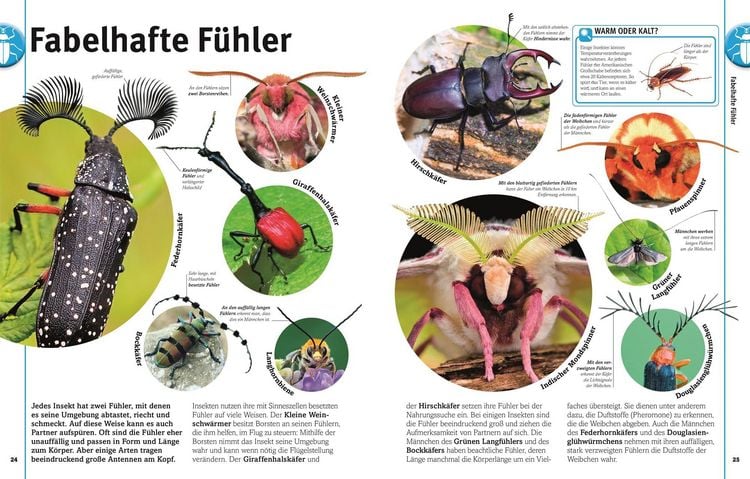 Produktbild: Unsere Welt in 1000 Bildern. Insekten