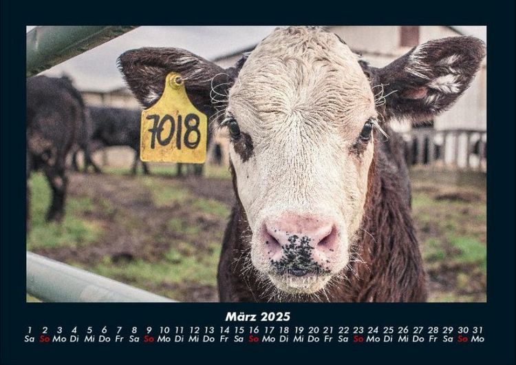 Produktbild: Tiere auf dem Bauernhof 2025 Fotokalender DIN A4