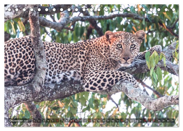 Produktbild: Leoparden - Geheimnisvolle J&auml;ger (Tischkalender 2026 DIN A5 quer), CALVENDO Monatskalender