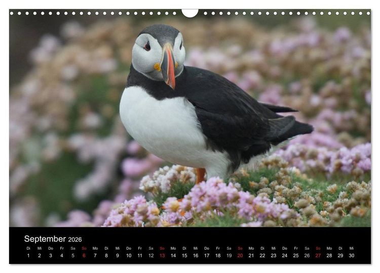 Produktbild: Papageientaucher 2026 (Wandkalender 2026 DIN A3 quer), CALVENDO Monatskalender