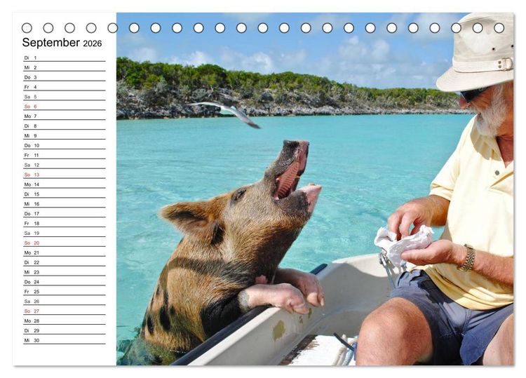 Produktbild: Schwimmende Schweine (Tischkalender 2026 DIN A5 quer), CALVENDO Monatskalender