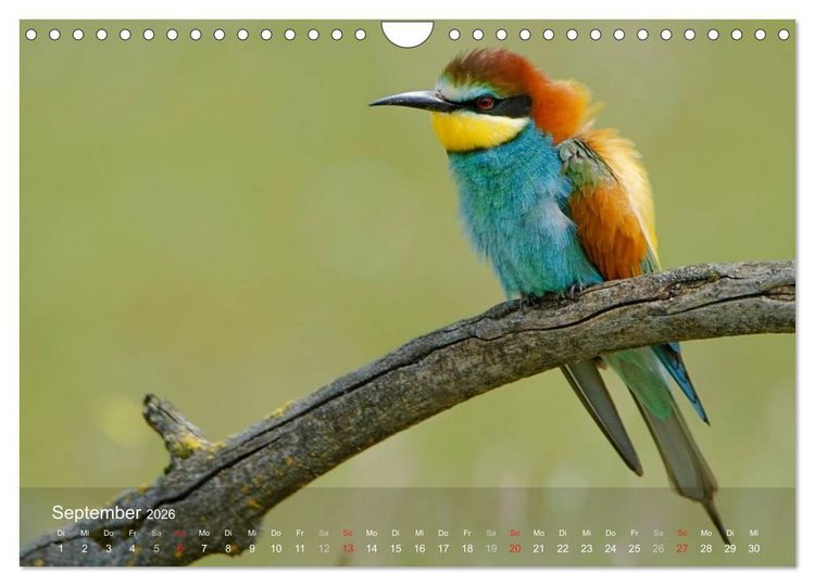 Produktbild: Europ&auml;ische Bienenfresser (Wandkalender 2026 DIN A4 quer), CALVENDO Monatskalender