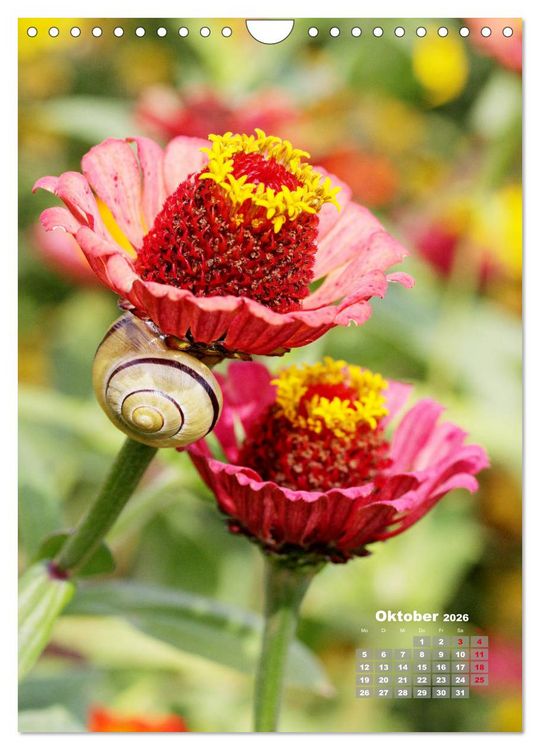 Produktbild: Zinnien im Garten (Wandkalender 2026 DIN A4 hoch), CALVENDO Monatskalender