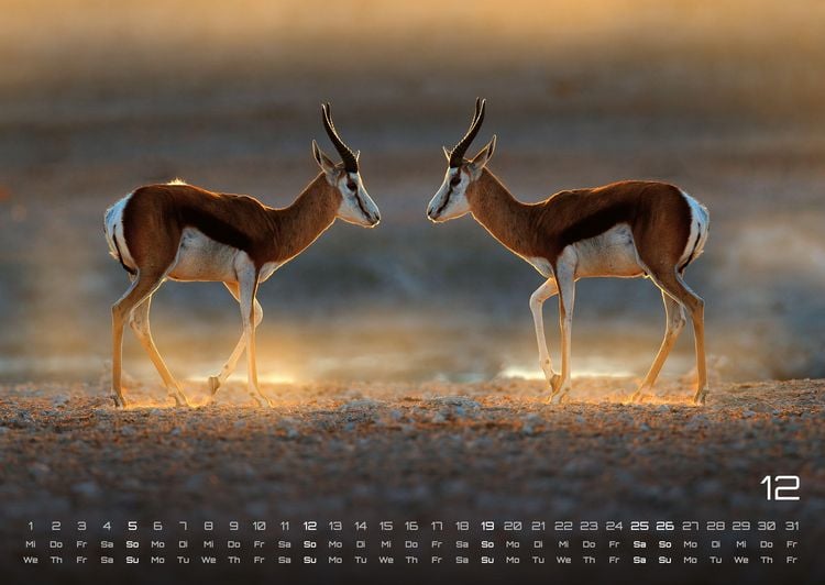 Produktbild: Afrikas Tierwelt - Der Tierkalender - 2027 - Kalender DIN A2