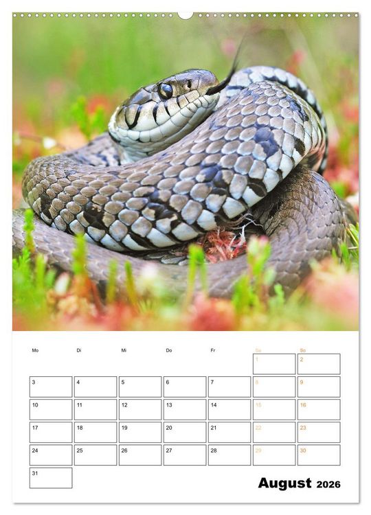 Produktbild: Wilde Tiere: Zuhause in Wald und Flur (hochwertiger Premium Wandkalender 2026 DIN A2 hoch), Kunstdruck in Hochglanz