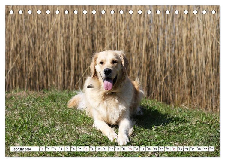 Produktbild: Golden Retriever ein treuer Begleiter (Tischkalender 2026 DIN A5 quer), CALVENDO Monatskalender