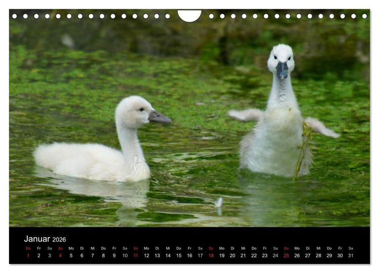Produktbild: Die Kinderstube der Wasserv&ouml;gel (Wandkalender 2026 DIN A4 quer), CALVENDO Monatskalender
