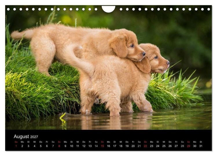 Produktbild: Toller - Nova Scotia Duck Tolling Retriever (Wandkalender 2027 DIN A4 quer), CALVENDO Monatskalender