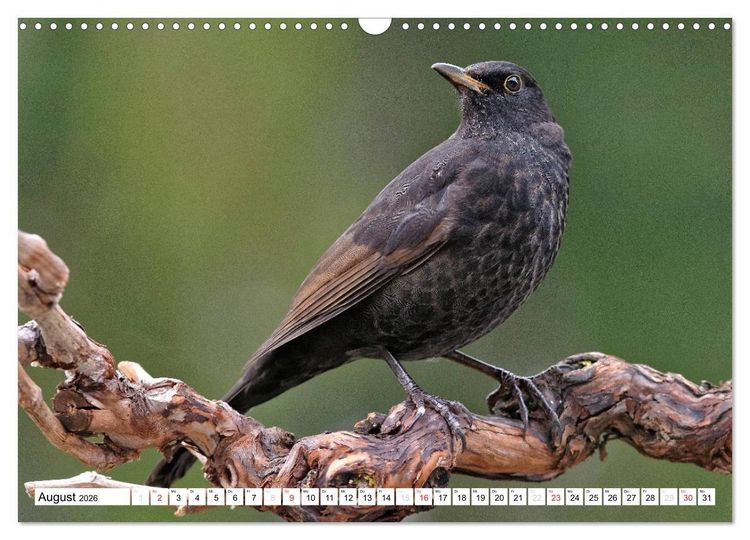 Produktbild: Heimische Gartenv&ouml;gel (Wandkalender 2026 DIN A3 quer), CALVENDO Monatskalender