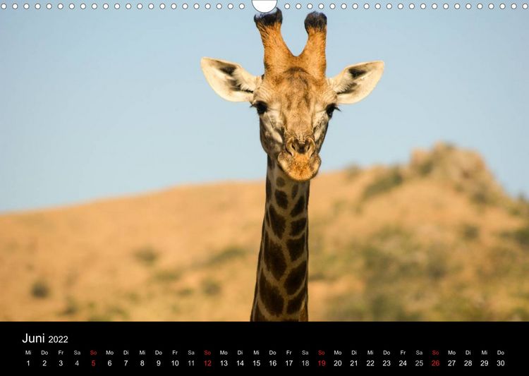 Produktbild: Faszinierendes S&uuml;dafrika / CH-Version (Wandkalender 2022 DIN A3 quer)
