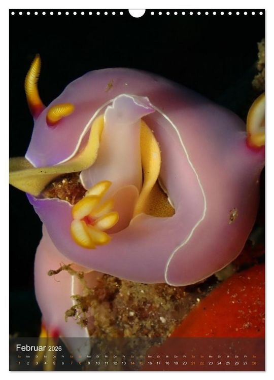 Produktbild: Nudibranches Meeresnacktschnecken aus Nord-Sulawesi (Wandkalender 2026 DIN A3 hoch), CALVENDO Monatskalender