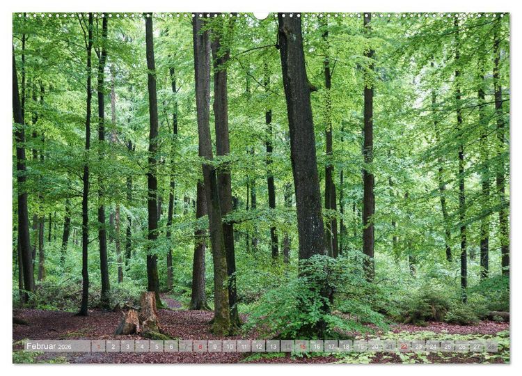 Produktbild: Teutoburger Wald - Natur und Kultur (Wandkalender 2026 DIN A2 quer), CALVENDO Monatskalender