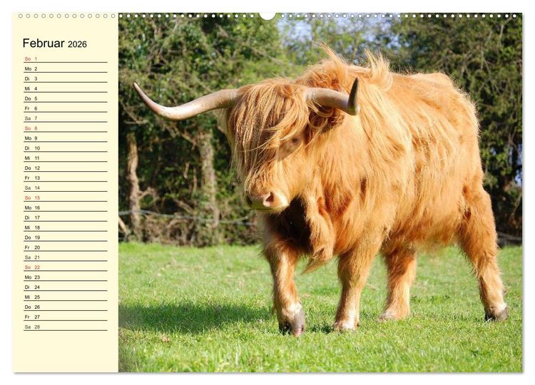 Produktbild: Schottische Hochlandrinder. Freundlich, sch&ouml;n und robust (hochwertiger Premium Wandkalender 2026 DIN A2 quer), Kunstdruck in Hochglanz