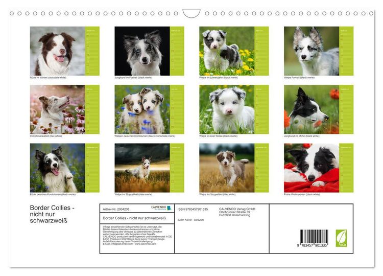 Produktbild: Border Collies - nicht nur schwarzwei&szlig; (Wandkalender 2026 DIN A3 quer), CALVENDO Monatskalender