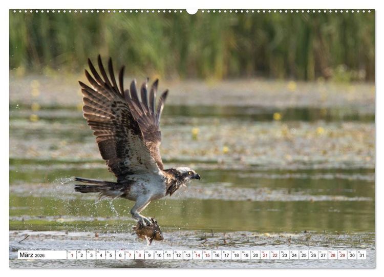 Produktbild: Sch&ouml;nheiten im Federkleid - Heimische Wildv&ouml;gel im Portrait (Wandkalender 2026 DIN A2 quer), CALVENDO Monatskalender