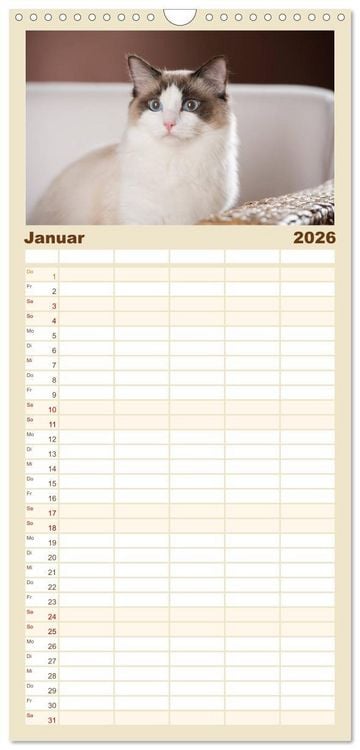 Produktbild: Familienplaner 2026 - Zauberhafte Ragdolls mit 5 Spalten (Wandkalender, 21 x 45 cm) CALVENDO
