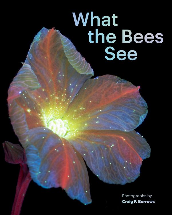 Produktbild: What the Bees See