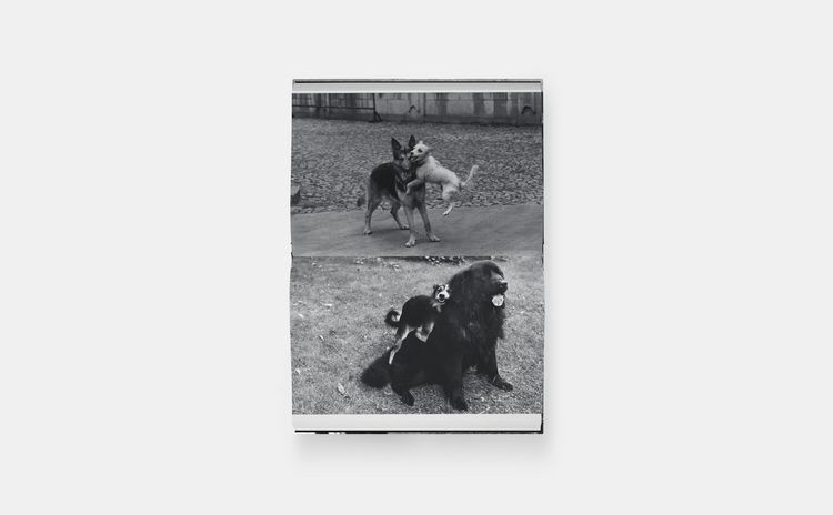 Produktbild: Hunde lieben