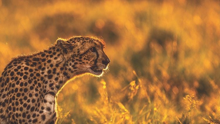 Produktbild: Die Seele Afrikas