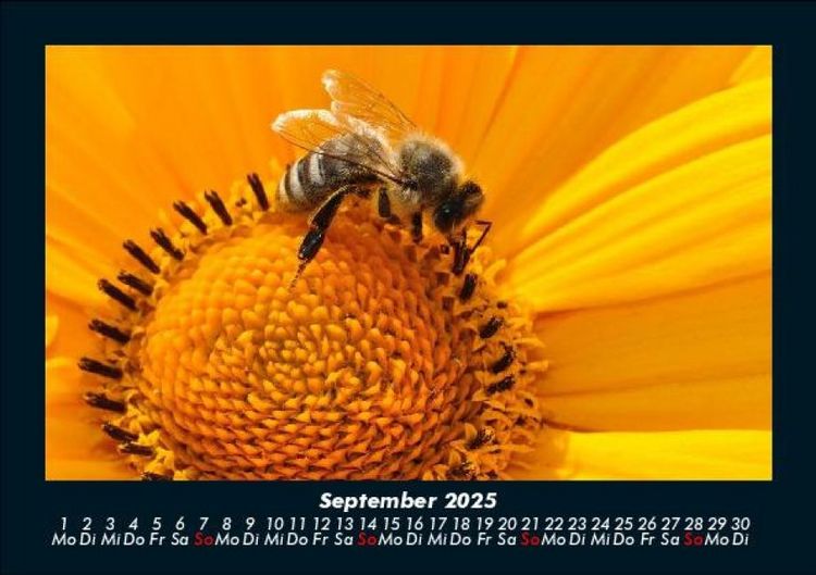 Produktbild: Bienen 2025 Fotokalender DIN A5