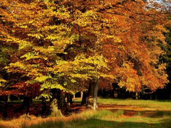Produktbild: CALVENDO Puzzle Wundervoller Herbst! Ein Motiv aus dem Kalender Jahresringe - B&auml;ume als Wegbegleiter | 1000 Teile Lege-Gr&ouml;&szlig;e 64x48cm Foto-Puzzle f&uuml;r gl&uuml;ckliche Stunden