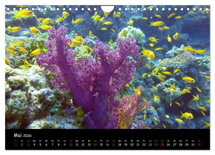 Produktbild: Rotes Meer - Unterwasserimpressionen (Wandkalender 2026 DIN A4 quer), CALVENDO Monatskalender