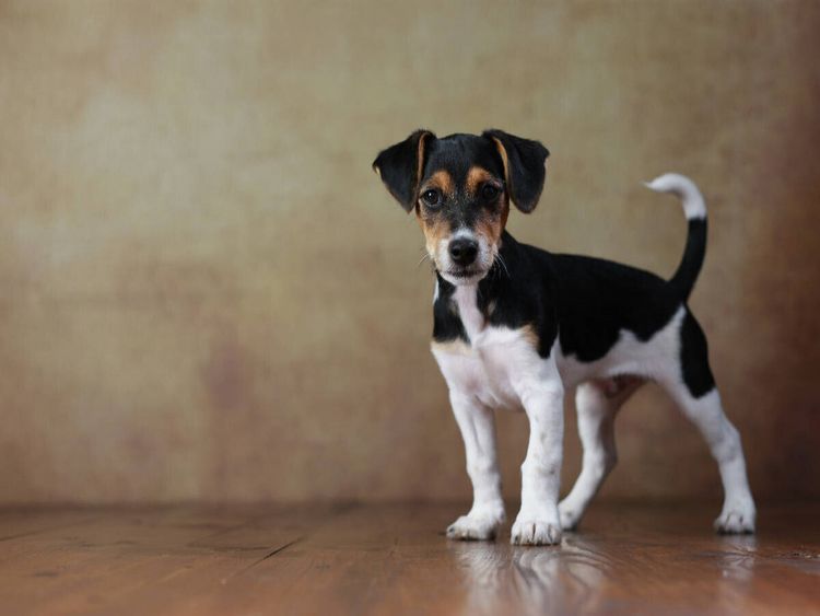 Produktbild: CALVENDO Puzzle Liu - Jack Russell Terrier, 10 Wochen | 1000 Teile Lege-Gr&ouml;&szlig;e 64 &times; 48 cm Foto-Puzzle f&uuml;r gl&uuml;ckliche Stunden