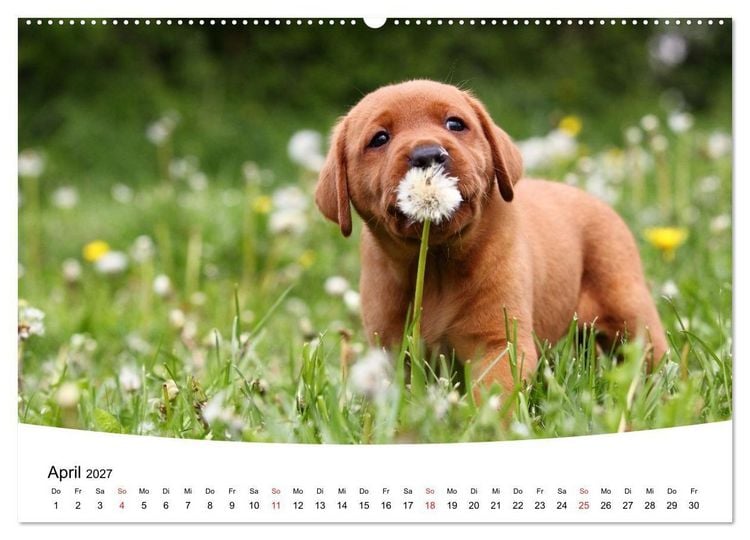 Produktbild: Labrador Welpen - Labrador Puppies (hochwertiger Premium Wandkalender 2027 DIN A2 quer), Kunstdruck in Hochglanz