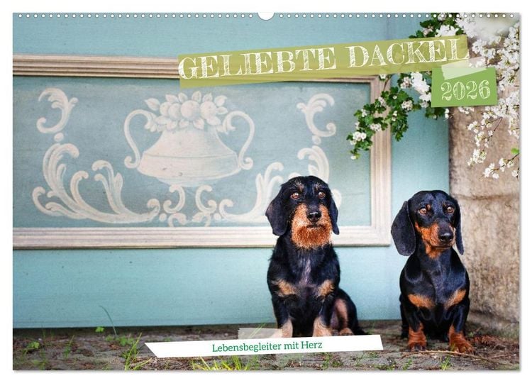 Produktbild: Geliebte Dackel (Wandkalender 2026 DIN A2 quer), CALVENDO Monatskalender