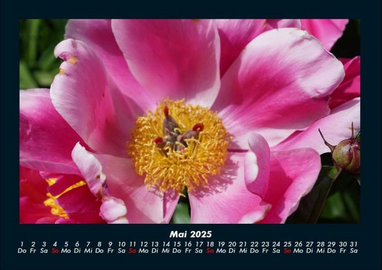 Produktbild: Rosen-Kalender 2025 Fotokalender DIN A4
