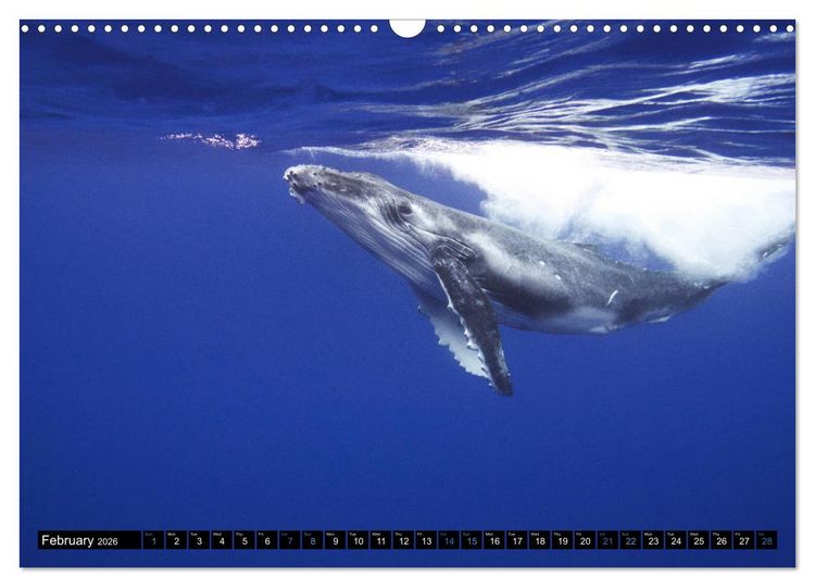 Produktbild: A Whale of a Year (Wall Calendar 2026 DIN A3 landscape), CALVENDO 12 Month Wall Calendar