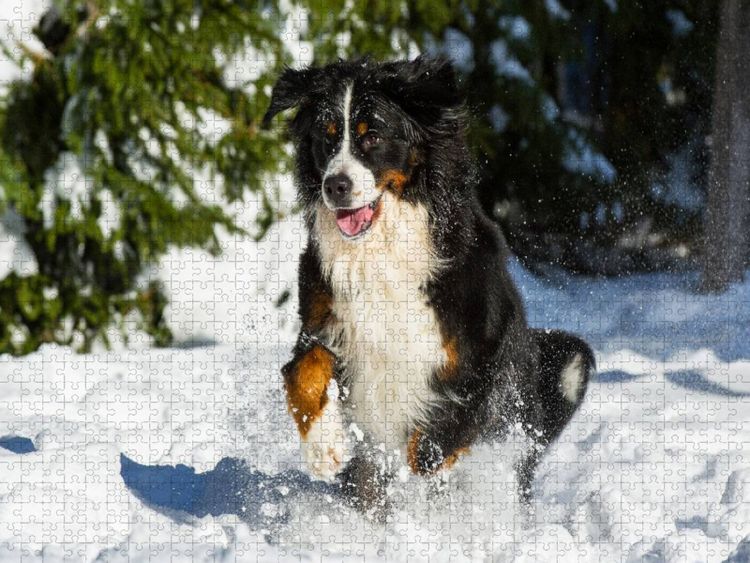 Produktbild: CALVENDO Puzzle Berner Sennenhund im Schnee | 1000 Teile Lege-Gr&ouml;&szlig;e 64x48cm Foto-Puzzle f&uuml;r gl&uuml;ckliche Stunden
