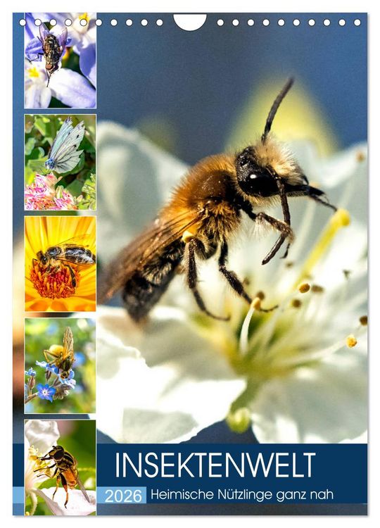 Produktbild: INSEKTENWELT - Heimische N&uuml;tzlinge ganz nah (Wandkalender 2026 DIN A4 hoch), CALVENDO Monatskalender