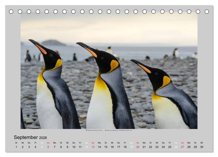 Produktbild: Tierleben in der Antarktis (Tischkalender 2026 DIN A5 quer), CALVENDO Monatskalender